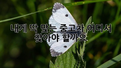 내게 딱 맞는 중고차, 어디서 찾아야 할까요?